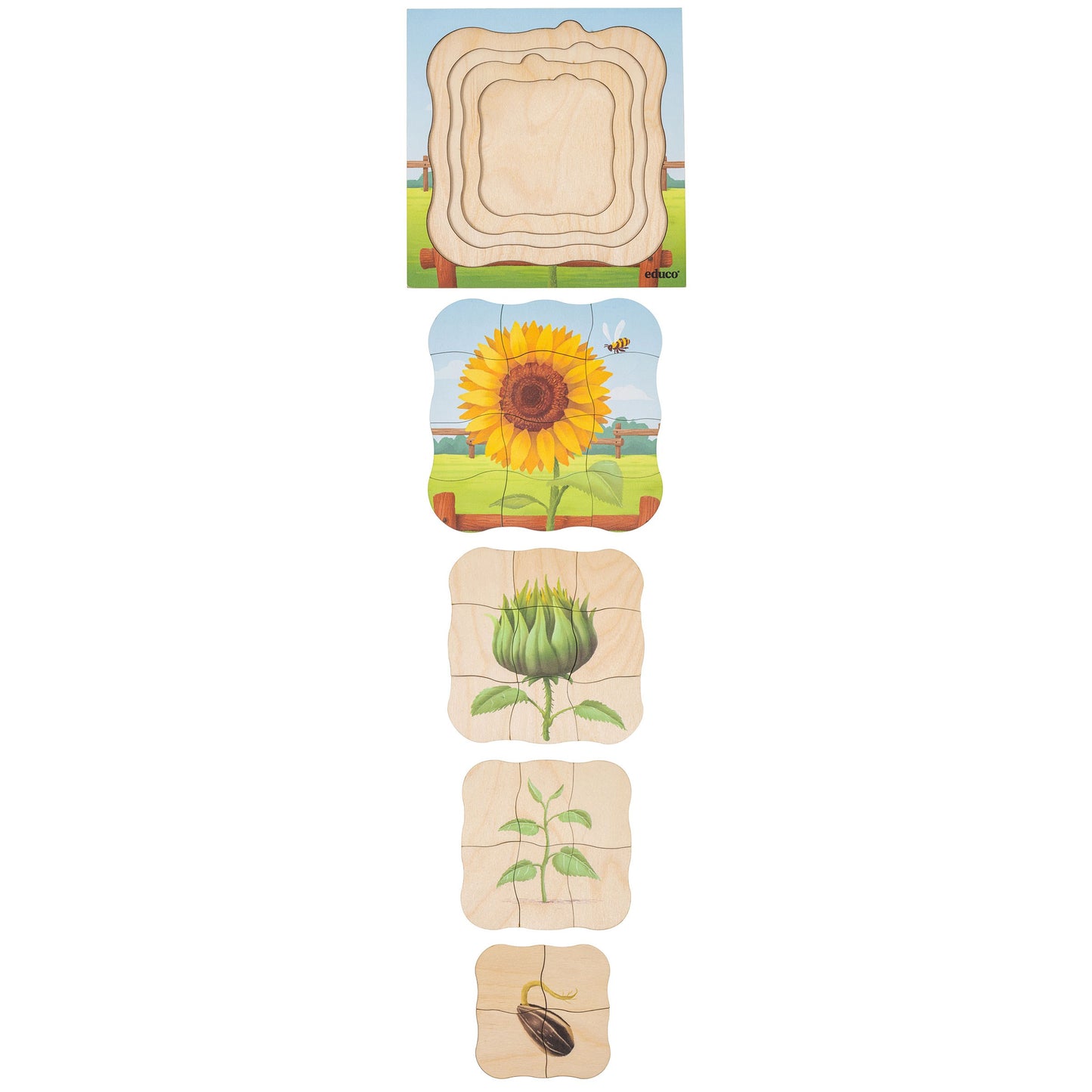 Growth puzzle - sunflower (NL)