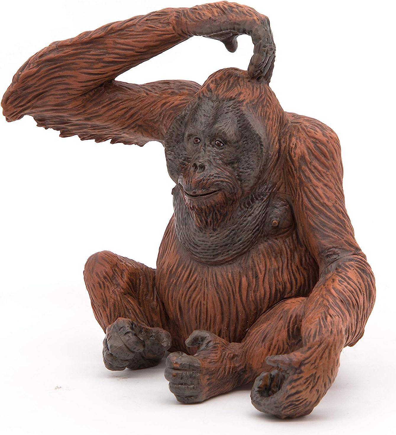 Animals of Asia: Orangutan