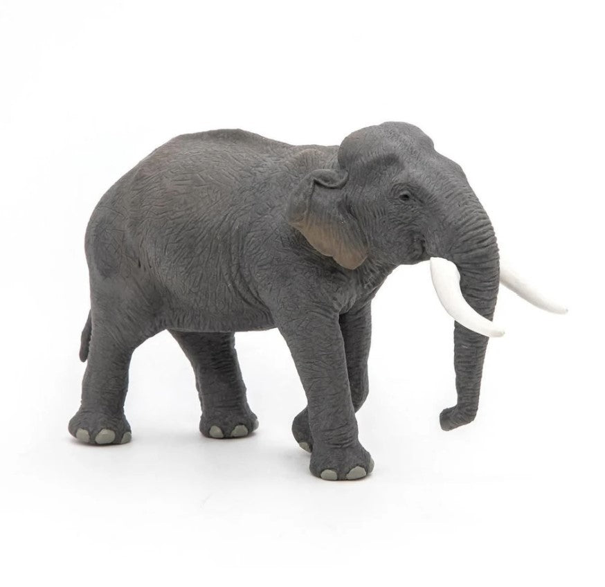 Animals of Asia: Elephant