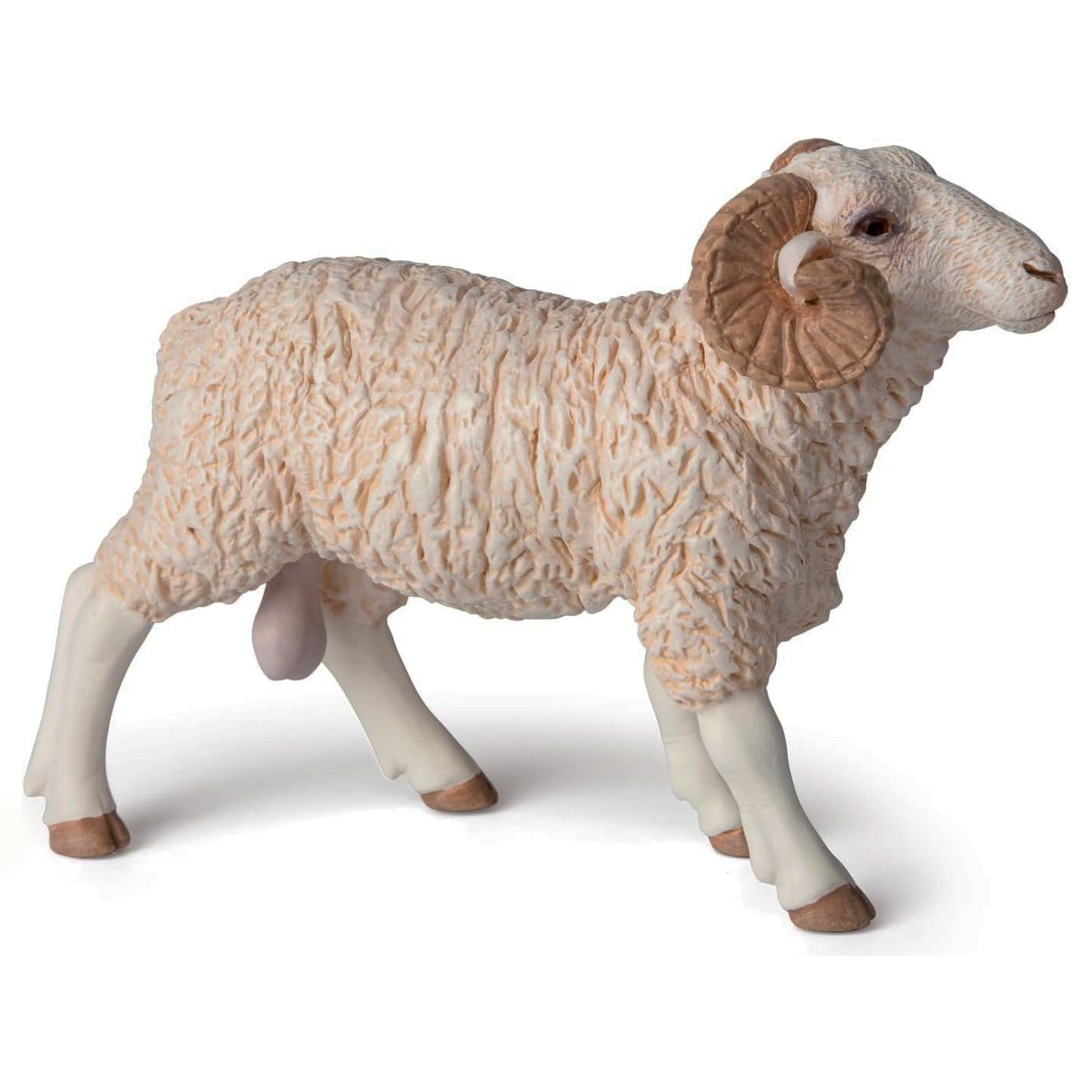 Farm animals: Sheep: Ram