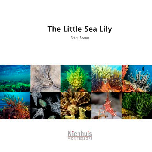 Nienhuis The little sea lily†