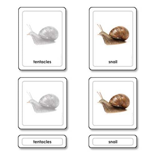 Nienhuis ETC Parts of a Snail (Mollusk)
