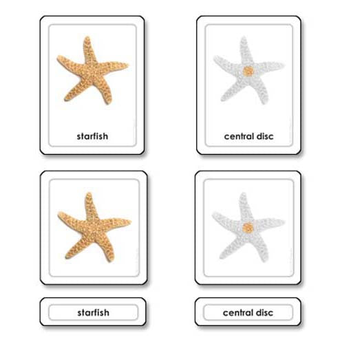 Nienhuis ETC Parts of a Starfish (Echinoderms)