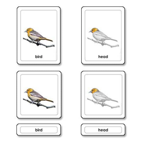 Nienhuis ETC Parts of a Bird (Aves)