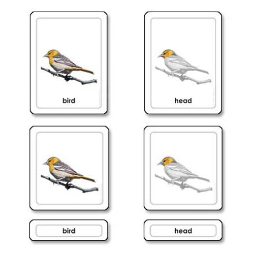 Nienhuis ETC Parts of a Bird (Aves)