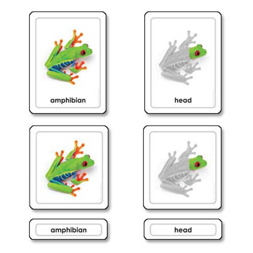 Nienhuis ETC Parts of a Frog (Amphibians)