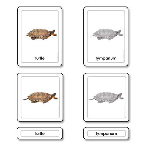 Nienhuis ETC Parts of a Turtle (Reptile)