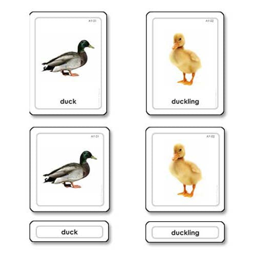 Nienhuis ETC Animal Young 3 Part Cards