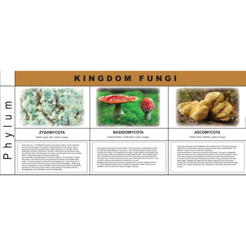 Nienhuis ETC Fungi Kingdom Charts