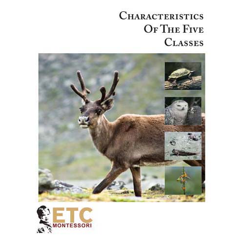 Nienhuis ETC Main Characteristics of Vertebrates