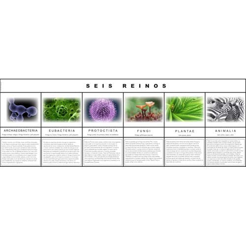 Nienhuis ETC Six Kingdom Chart