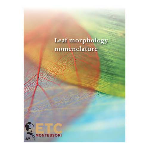 Nienhuis ETC Leaf Morphology Nomenclature