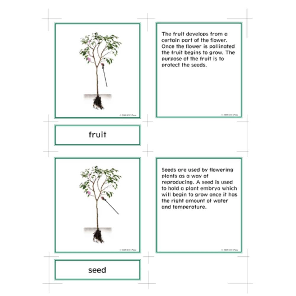 Nienhuis ETC Lower Elementary Botany Nomenclature