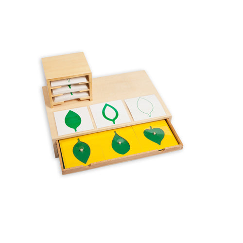 Montessori Leaf Cards