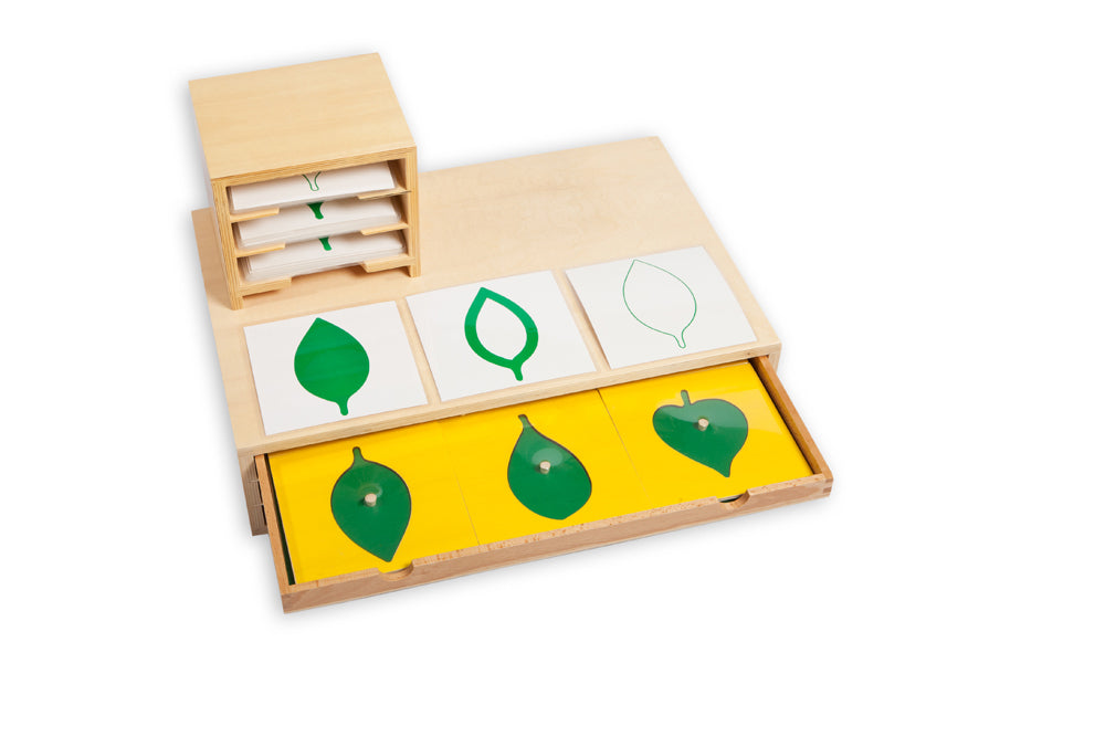 Botany Cabinet of Leaf Shapes and Cards