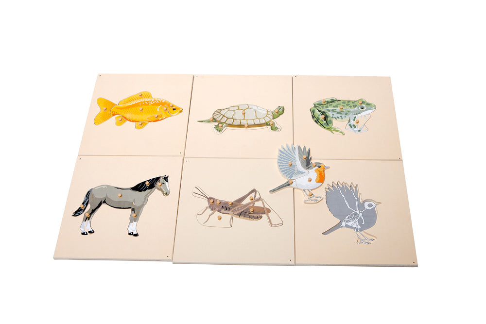 Zoology Puzzles with Skeletons
