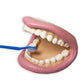 Teeth Demonstration Model