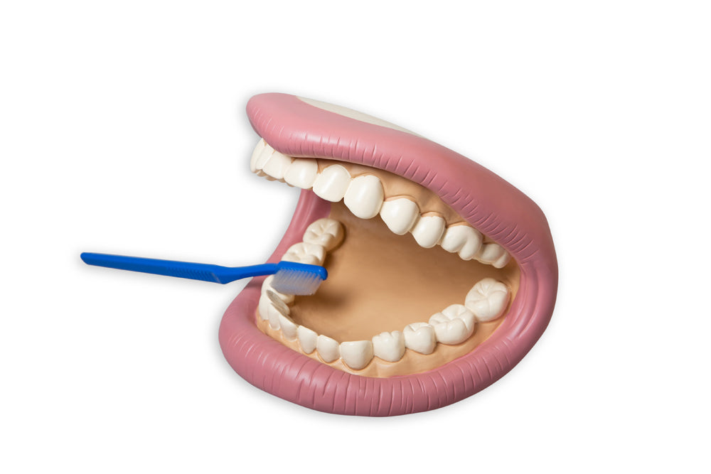 Teeth Demonstration Model