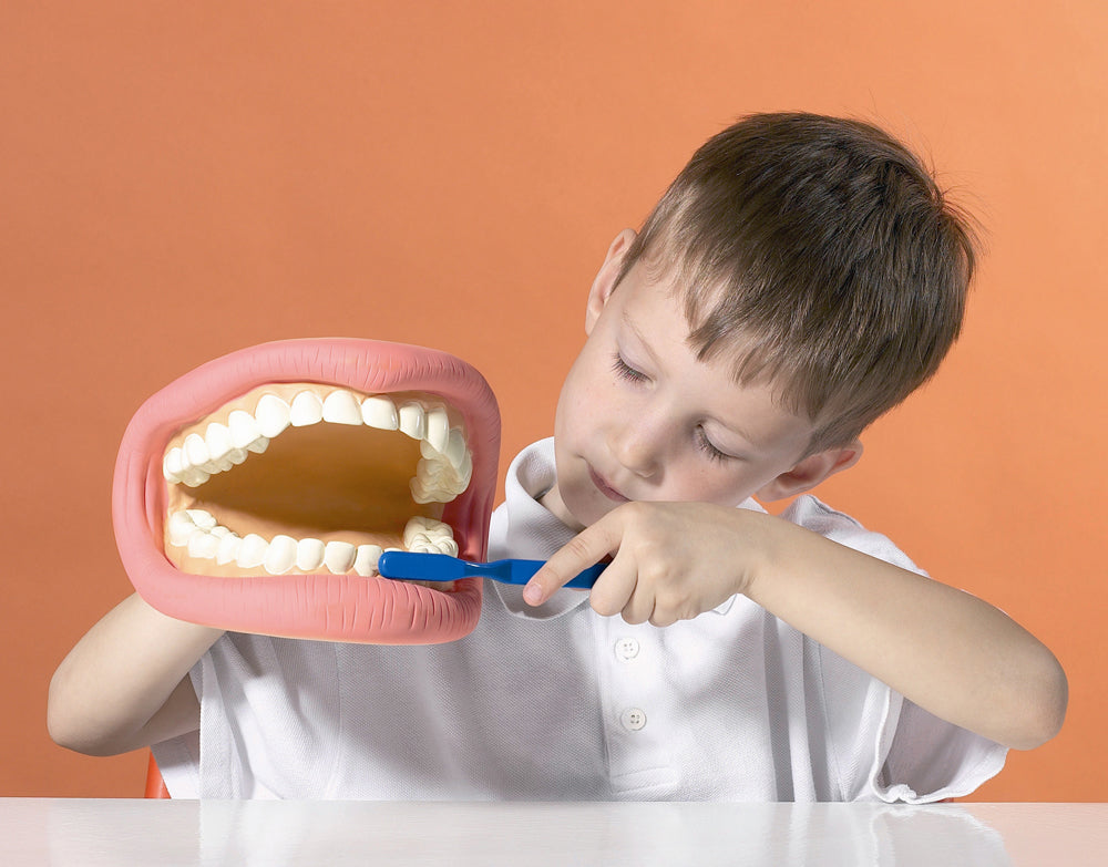 Teeth Demonstration Model