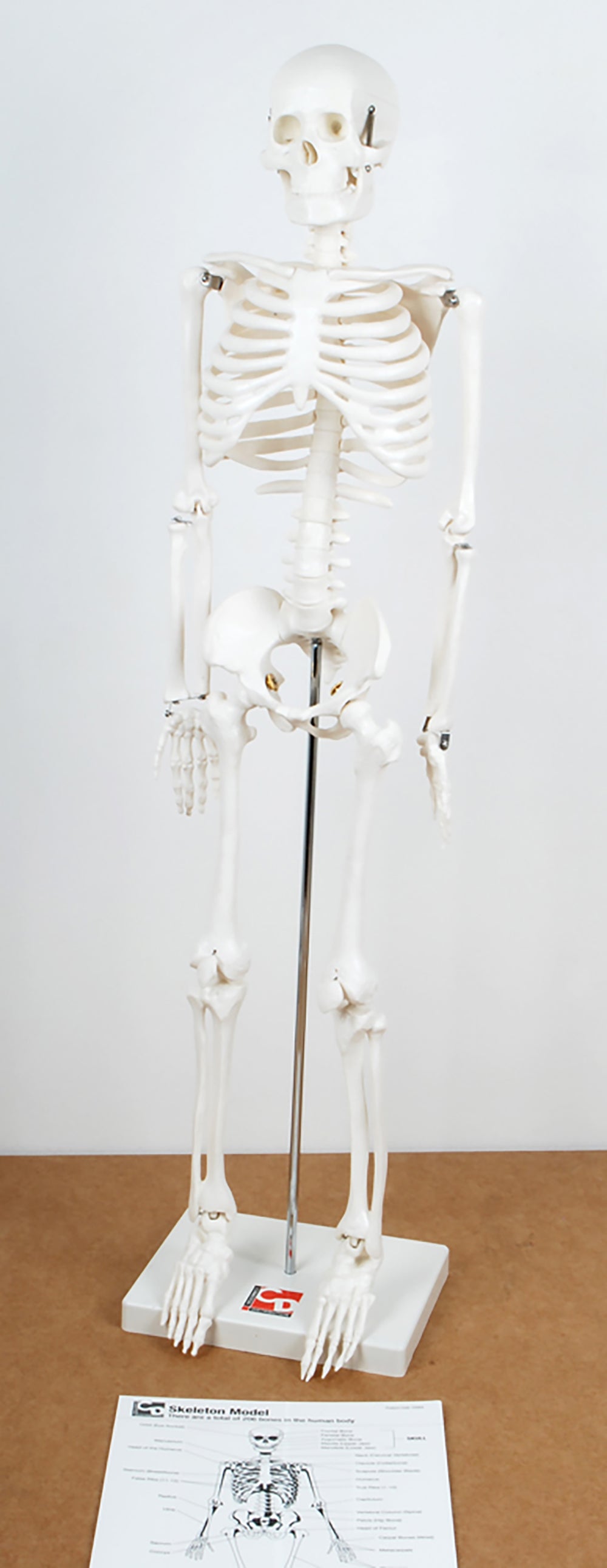 Half Size Skeleton
