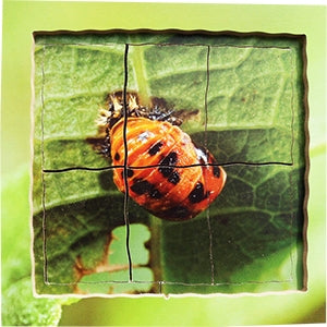 Ladybird Lifecycle Layered Tray Puzzle