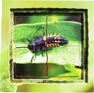 Ladybird Lifecycle Layered Tray Puzzle