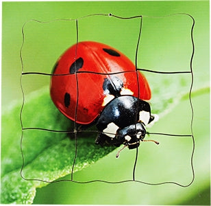 Ladybird Lifecycle Layered Tray Puzzle