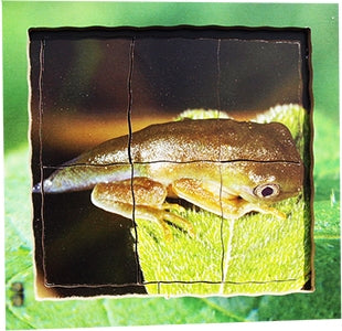 Frog Lifecycle Layered Tray Puzzle