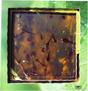 Frog Lifecycle Layered Tray Puzzle