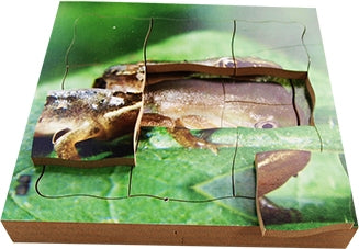 Frog Lifecycle Layered Tray Puzzle