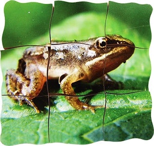 Frog Lifecycle Layered Tray Puzzle