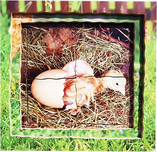 Chicken Lifecycle Layered Tray Puzzle