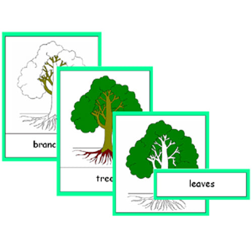 Montessori Parts Of A Tree Cards .pdf File – Absorbent Minds Montessori