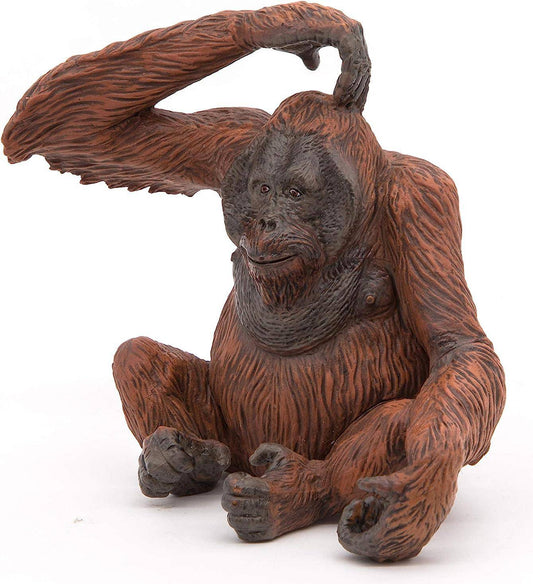 Animals of Asia: Orangutan