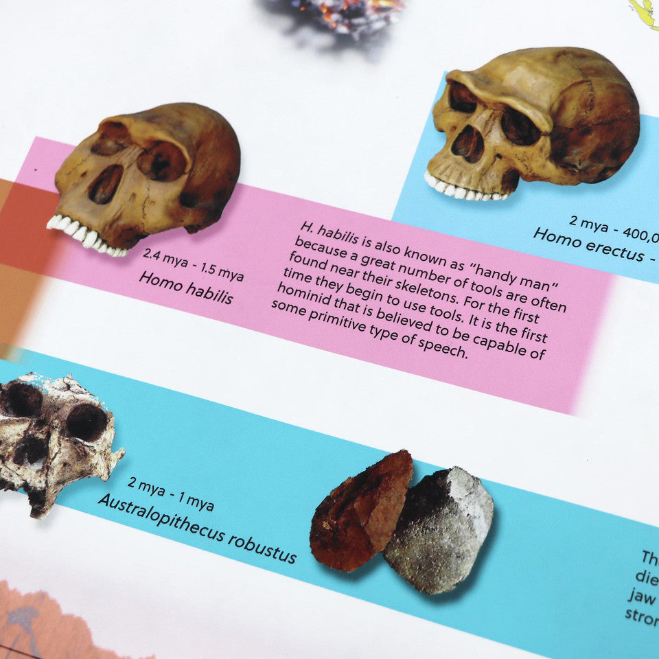 Nienhuis ETC Timeline of Early Humans (Working) (NL)