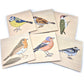 Native British Birds Peg Puzzles Set of 6