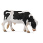 Farm Animals: Friesian Cattle: Bull