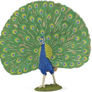 Animals of Asia: Peacock
