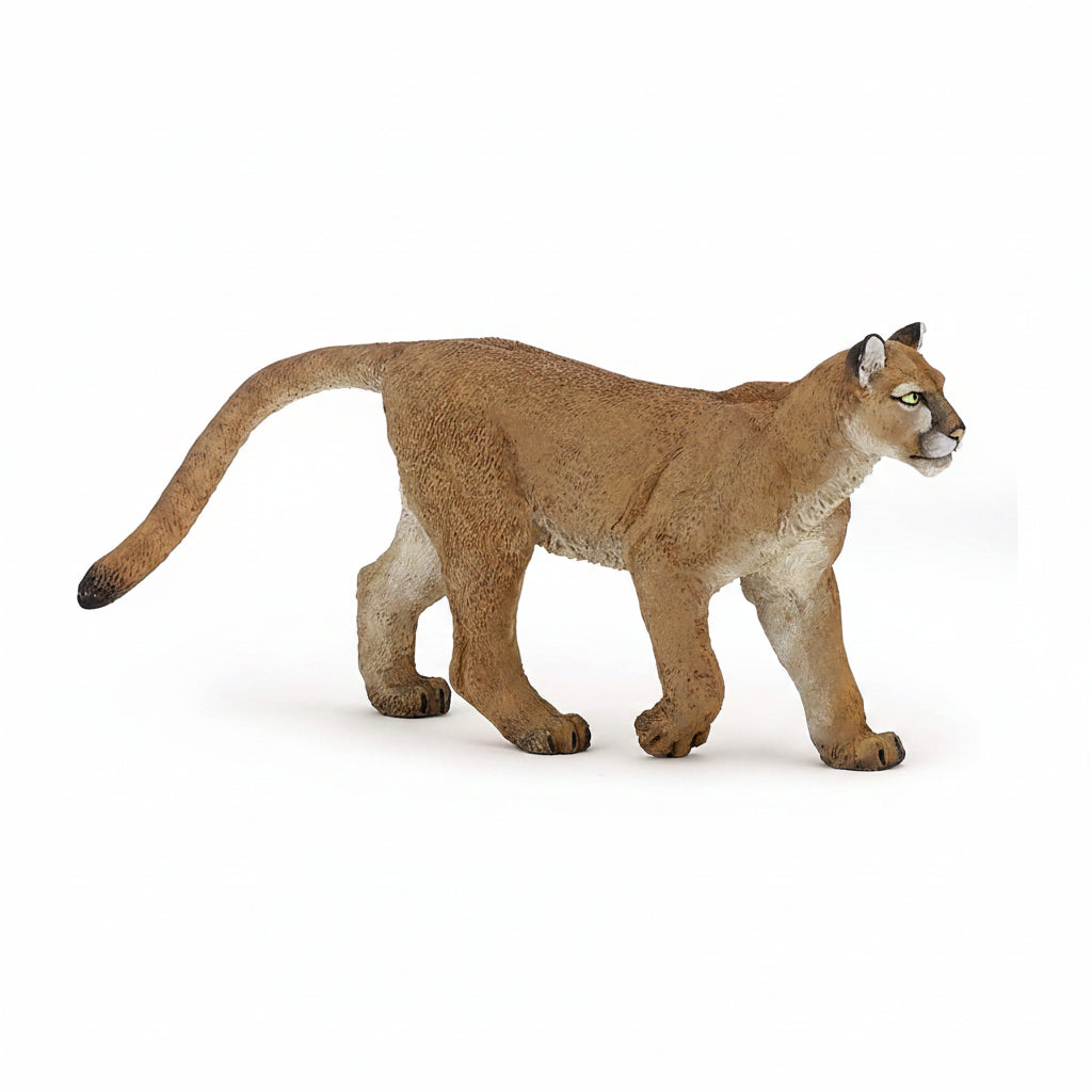 Animals of America: Puma Cougar