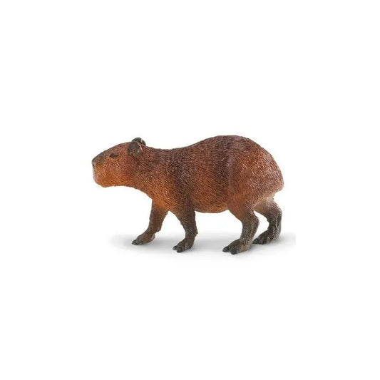 Animals of South America: Capybara