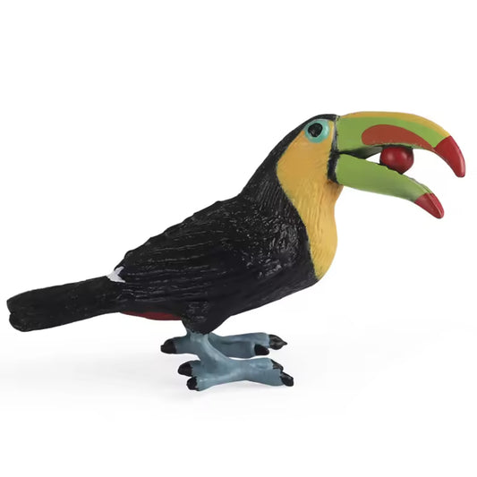 Animals of South America: Toucan