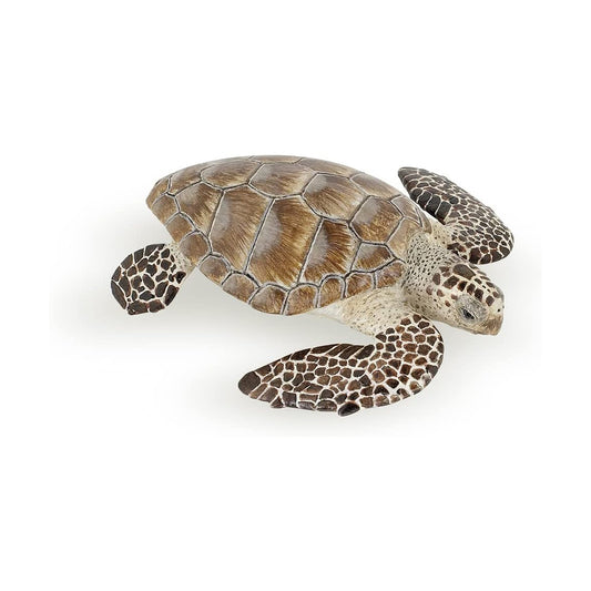 Animals of South America: Turtle