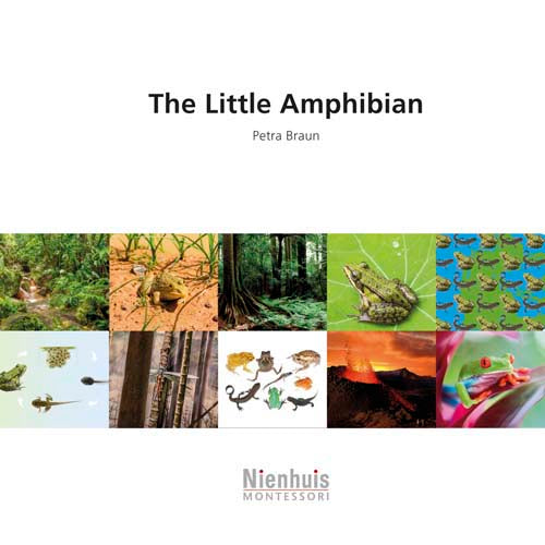 Nienhuis The little amphibian