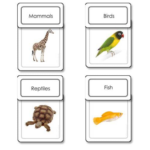 Nienhuis ETC Five Classes Vertebrates Sorting Cards – Absorbent Minds ...