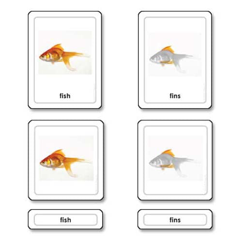 Nienhuis ETC Parts of a Fish (Osteicthyes)