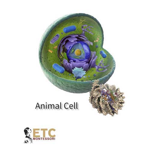 Nienhuis ETC Animal Cell