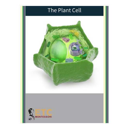 Nienhuis ETC Plant Cell