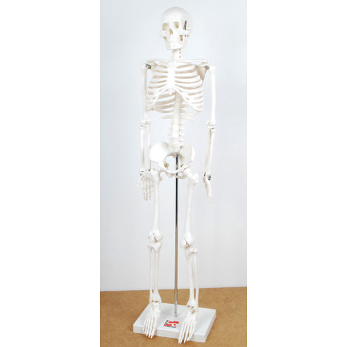 Montessori Half Size Skeleton