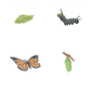 Butterfly Lifecycle Set