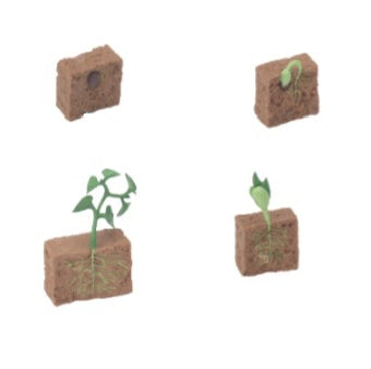 Growth of a Bean Plant Set
